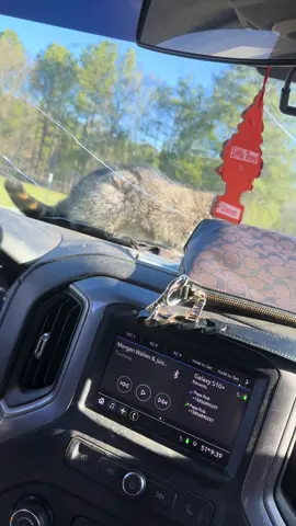 #raccoon #raccoonsoftiktok #fyp #fypシ #pets #foryoupage 