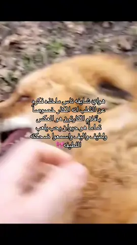 احببب الثعلب 💔🥹