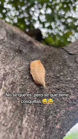 #quealguienmeexplique #naturaleza#oruga #picadura 
