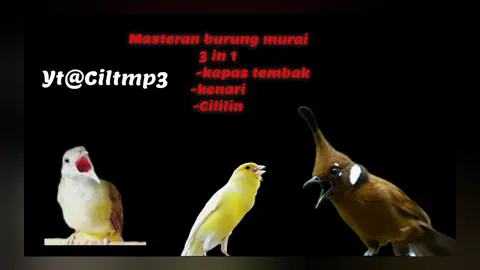 masteran burung murai batu kombinasi kapas tembak+kenari+cililin lebih lanjut lengkap di chanel Yt@Ciltmp3 🙏#kapastembak #kenarimaniaindonesia #cililinstory⚡ 
