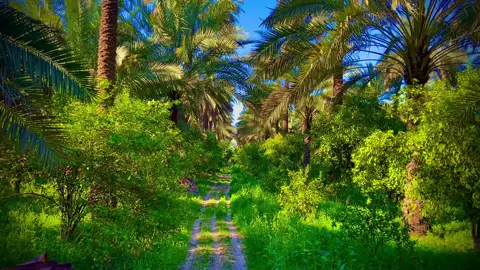 لا تعاتب نخل ماحمل اعثوگ 🍃 🌴 #الصويرة #الطبيعة #بساتين_واسط #الطبيعه_اجمل_شي_للراحه_النفسيه #تصويري_احترافي_الاجواء👌🏻🕊😴 #تصويري📷 #اشعار_خواطر #اجواء_خيالية #اقتباسات_عبارات_خواطر 