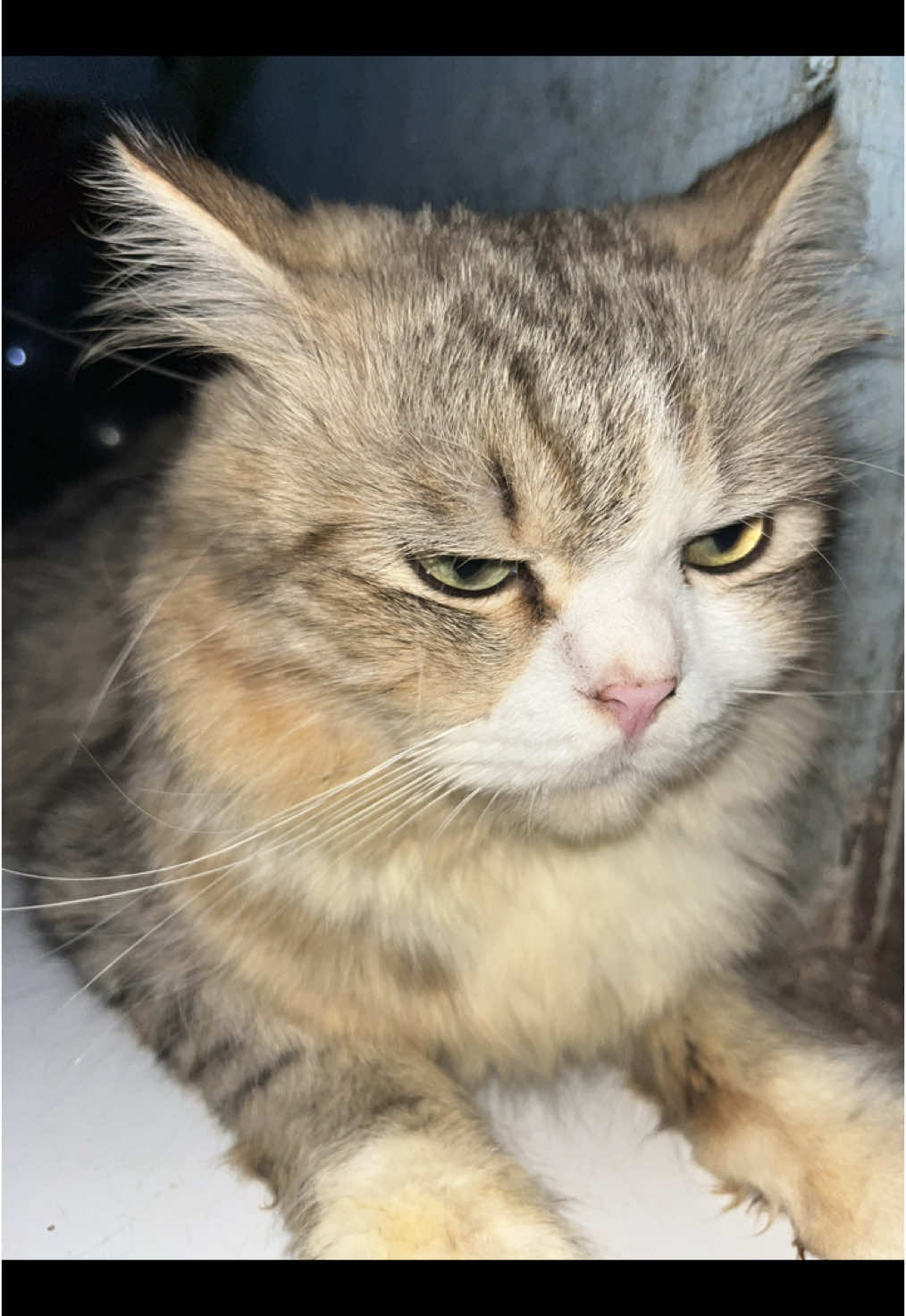 🫶🥰#fyp #kucing #fotolive #iphone14 