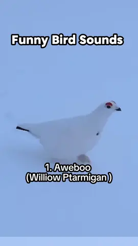 Funny Bird Sounds  #aweboo #meep #piha #tragopan #toucan #kookaburra #bird #birdsounds #mandsworld #viral #fyp #seagulls #birdlover #funnybird 
