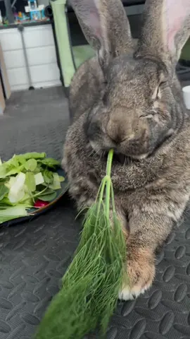 🌿 Soft crunches, happy munches! 🌿 Turn up the volume and enjoy the ultimate bunny ASMR 🐰☝🏻 . . . . . . #asmr #asmrsounds #asmreating #explore #explorepage #continental #giant #rabbit #giantrabbit #crunch #cutebunny #germangiant #pet #rabbit #adorable #fyp #viral #bunnyoftheday #rabbitfamily #bunny #newyork #mukbang #Love #nature #wildlife #fypsounds 
