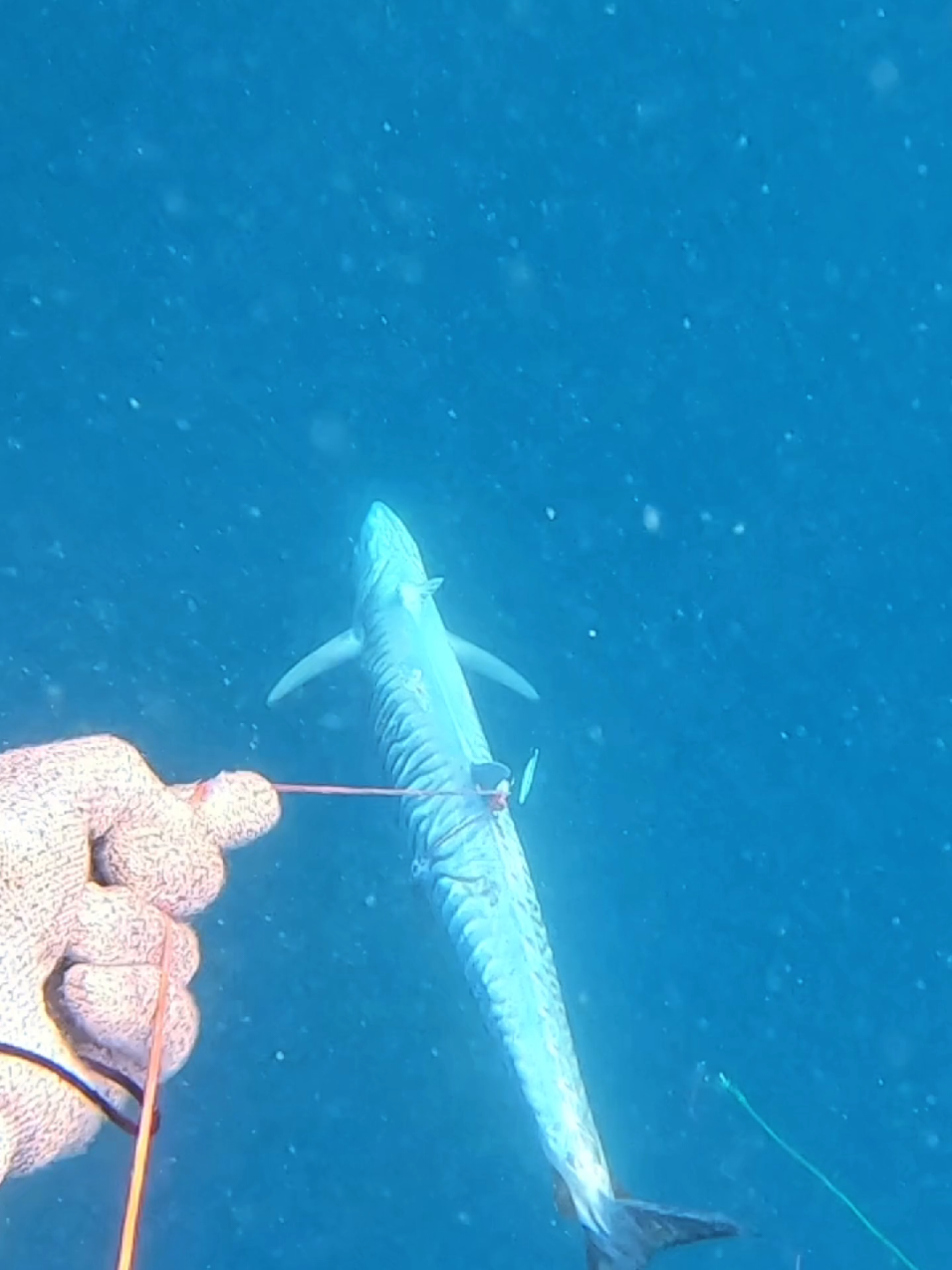 3..2..1..shottt 🤙🤙 #spearfishing #panahikan #fish #fishing #indonesia #nttpride🏝🔥 