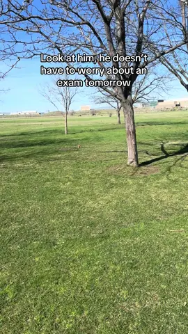 Eating and chilling too, crazy #foryoupage #foryou #viral #trending #squirrel #college #student #exam #study 
