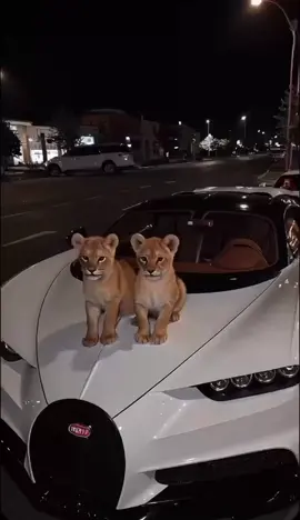 #money #success #rich #luxury #Lifestyle #cars 