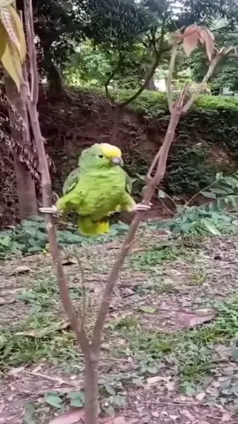 #ninja #parrot #bird #fyp 