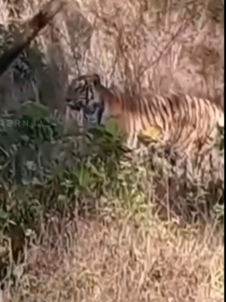 Tiger vs Indian wild dogs #lion #tiger #lionvstiger #animals #wildlife #singa #harimau 
