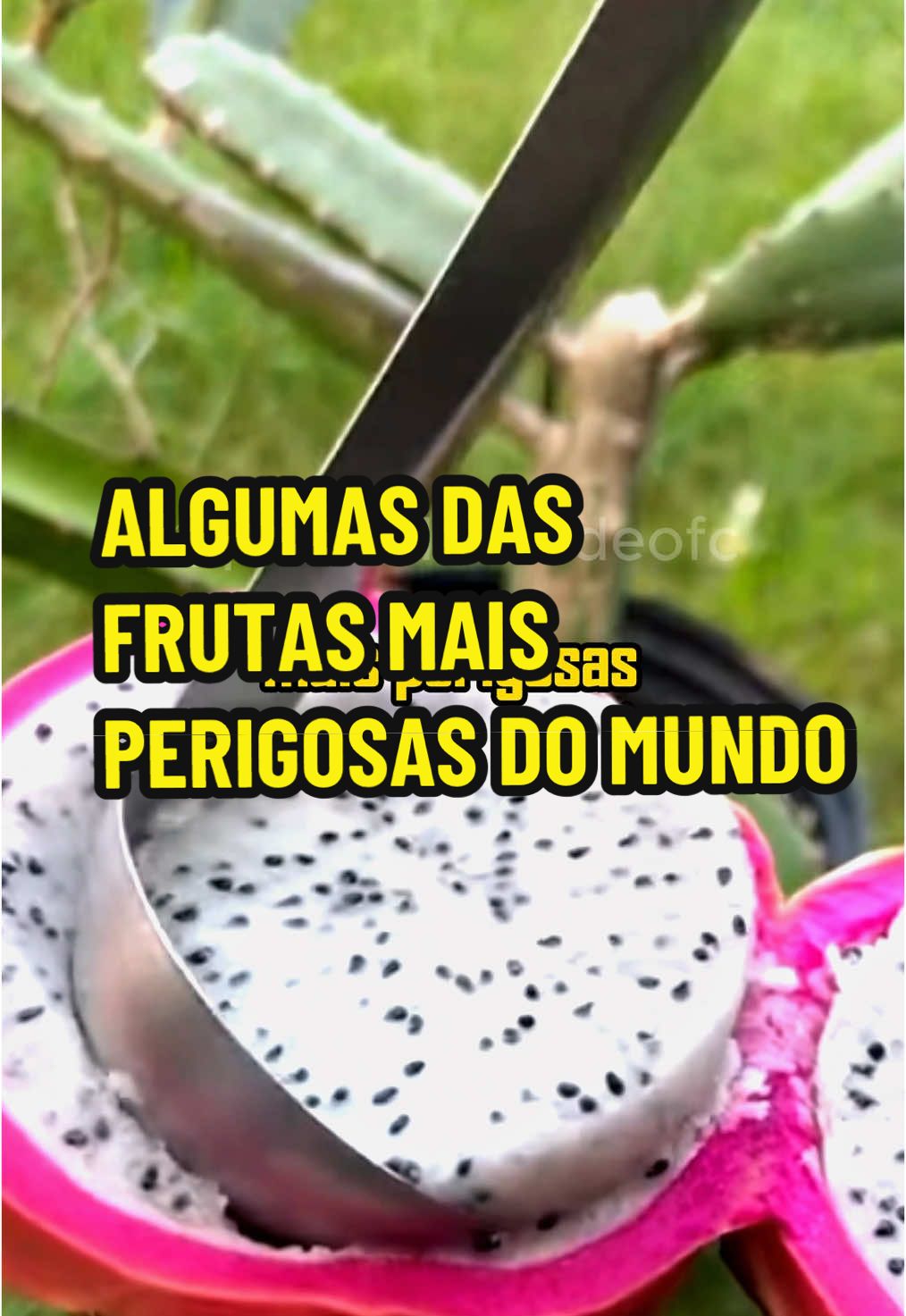 ALGUMAS DAS FRUTAS MAIS PERIGOSAS DO MUNDO  #saude #saudavel #frutas #fruta #carambola #mamona #damasco 