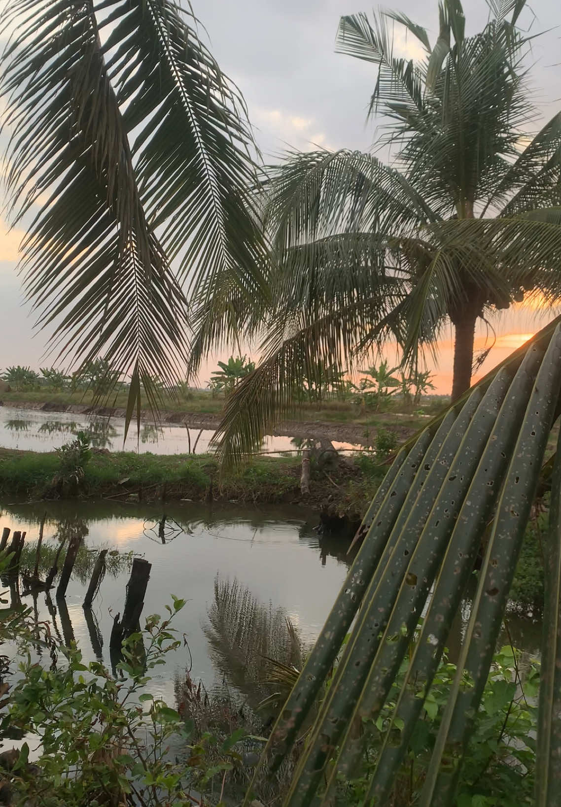 Người đưa đò qua sông, hay đò kia nương gió xuôi dòng, nhìn chân trời mênh mông hỏi rằng em có nhớ anh không! #cảnhchill #bìnhminh #canhdepthiennhien #canhdepquehuong #canhdepmientay #khuatduyen #xuhuong #mientay #binhyen 
