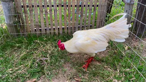 #ចិញ្ចឹមដោយក្ដីស្រលាញ់🐓💯✔ 