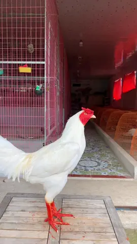 Chúc tất cả anh em xem được video của em có một ngày vui vẻ, may mắn và kéo lúa về nha. Trại Gà Quãng Nhi em đến là đón ❤️ #dj #traiga #quangnhi #xuhuong #xuhuong2025 #xuhuongtiktok #fyp #CapCut 