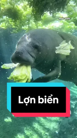 Tăng kí bằng thực lực là đây. #haidangaqua #hải_đăng_aqua #lợn_biển #bò_biển #manatee #seacow #cuteanimals #cutepet 