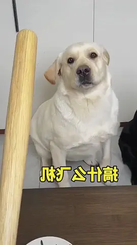The smart dog #dog #dogsoftiktok #dogs #fyp #xunghuong 