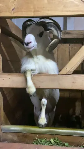 “Lini” Kota Bandung 😎 #dombagarut 