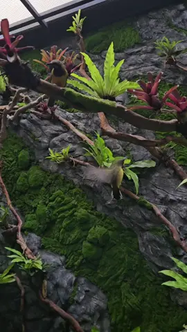 #hummingbird #aviary #aviarybirds #aviarymini 