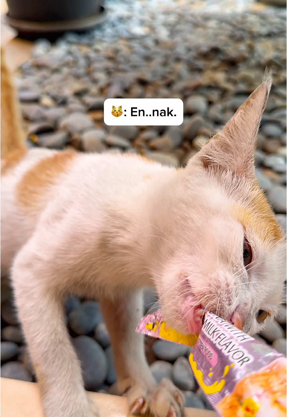 Si kecil bisa ngomong “BENTAR, ENAK, YANG BENER, JANGAN PELIT-PELIT” 😅 #kucing #kucinglucu #kucinggemoy #kucingimut #kucingjalanan #cat #catlife #catlover #catlovers #straycat #catfood #cattreats 