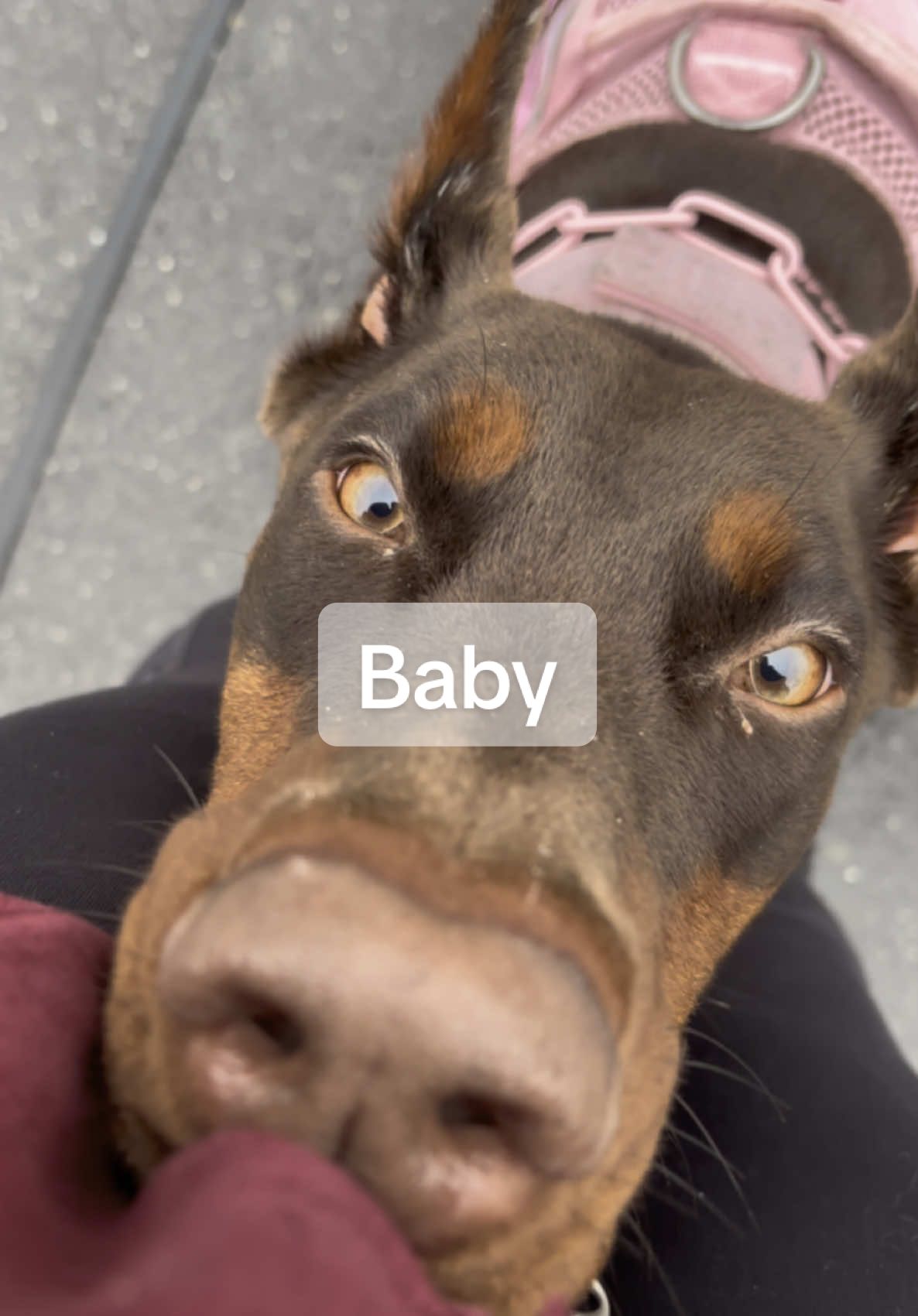 The sweetest  #doberman #dobermann #dobermanpinscher #browndoberman #foruyou #trendingvideo #dobermannlove #dog #hund #german #dobie #dobermannvideos 