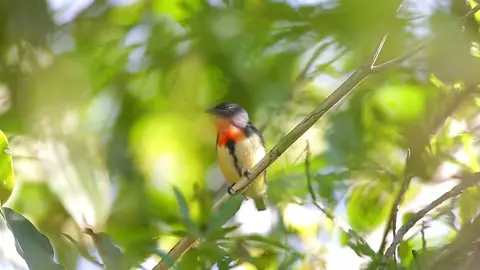 Cabe²an Leher Merah ➡️ Fire Breasted Flowerpecker #burung #bird #kicau #kicaumania #foryou #foryoupage #fyp 