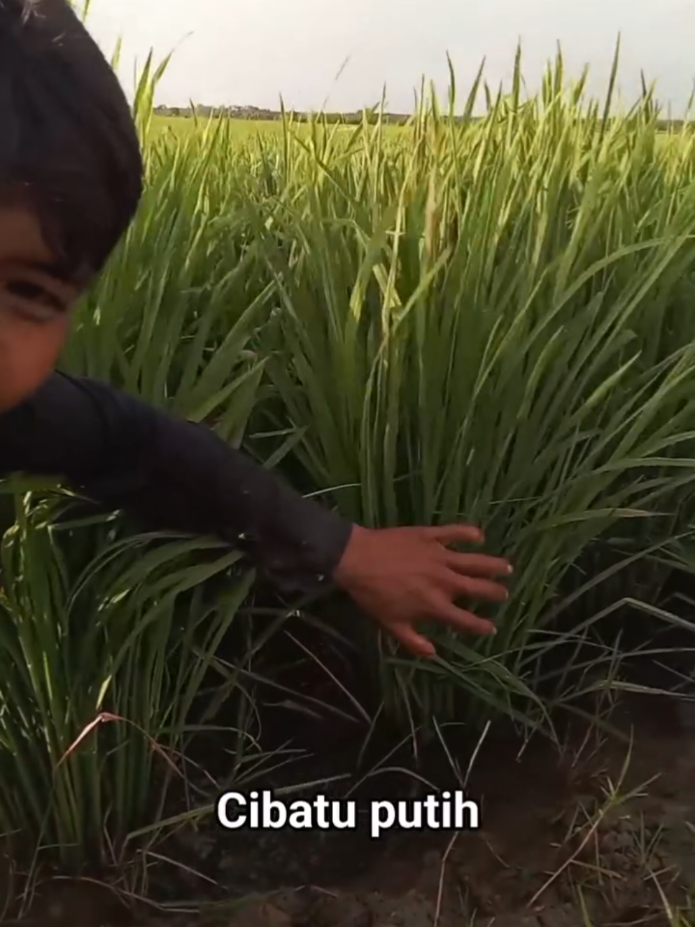 cibatu 06 Benih padi unggulan cocok Lahan Tadah hujan #cibatu06 