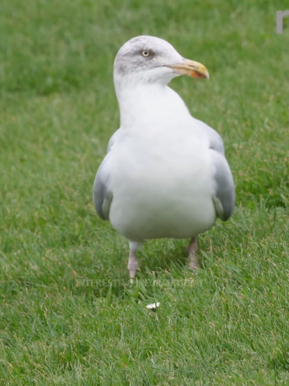This Bird's Hunting Technique Will Shock You!  #fyp #LearnOnTikTok #viralvideo #foryoupage #new #amazing #fact #facocean #factflare #interesting #information #viral #video #foryourpage 