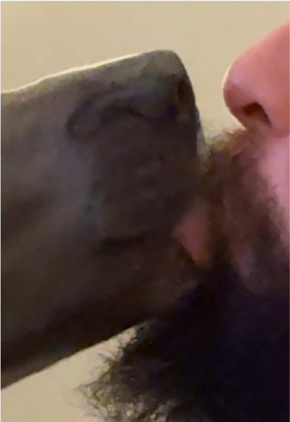 Blue’s favorite game: lick dad in the mouth. #funnydog #cutedog #pibble #pibblesoftiktok #pitbullsoftiktok #pitbulllove #pitbullfunny #velvethippo #rescuedog #rescuepittie #rescuepitbull #rescuepit