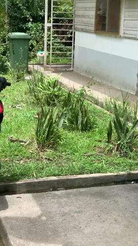 turun naik turun naik la pulak🫠#miripipol #legendastyle #sarawakborneo #borneostyle 