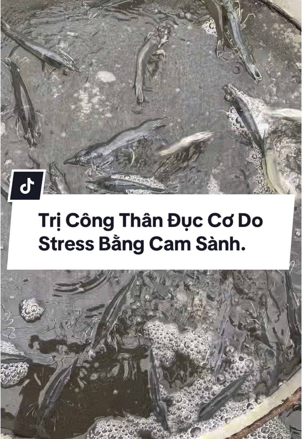 Trị công đục cơ do stress bằng cam sành. Ngoài ra vitamin C trong cam là vitamin dễ hấp thu nhất, chống stress, tăng sức đề kháng.#nuoitomcongnghecao #nuoitomthaoduoc #tomthechantrang #nuoitomcongnghiep #tomthetrantrắng 