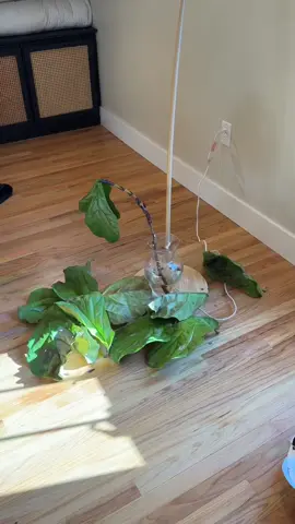 No explanation needed #fiddleleaffig #fiddleleaffigtree 