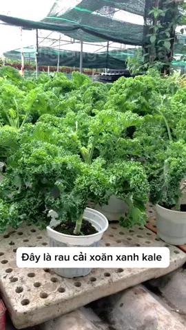 Trồng rau cải xoăn kale đi mọi người ơi #xuhuong #viral #hatgiong 