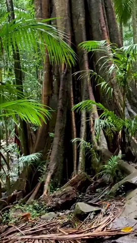 🌿🌍 Nature’s Carbon Storage: Trees! 🌍🌿
 
 Trees are incredible at storing carbon and fighting climate change! 🌱🌳 During photosynthesis, trees absorb CO2 and store it in their biomass—trunk, branches, leaves, and roots. This allows them to act as natural carbon sinks, helping reduce greenhouse gases in the atmosphere. 🌧️💚
 
 Key points:
 🌿 Carbon Storage: Trees store the carbon they absorb in their biomass, keeping it locked away for years.
 🍃 Long-Term Storage: Older trees, with larger biomass, can store carbon for decades or even centuries, making them vital in the fight against climate change.
 
 Protecting forests means protecting our future. 🌏✊
 
 #CarbonStorage #TreePower #ClimateAction #Sustainability #FightClimateChange #CarbonSinks #ProtectForests #GreenPlanet #EcoWarriors 🌍🌱
 
 

