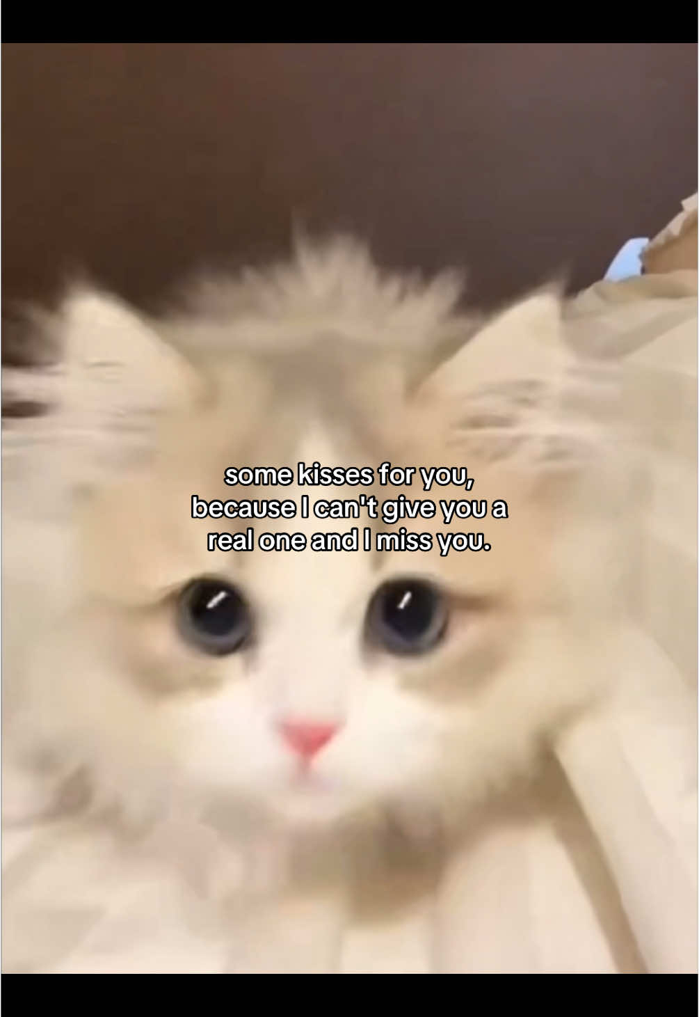 🤭 #fyp #relatable #catmeme #Relationship #cattok #girlfriend #boyfriend #Love #catsoftiktok #sendit 