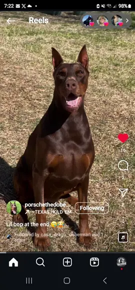 This stunning girl is one of my past puppies out of Asia Sully von Schwarze Kraft & Eutay Del Nasi.  She has a wonderful family that loves her!  our program!🔥 #fypシ #fyp #texas #europeandobermann #texasgirl #livingmybestlife #usa🇺🇸 #goodvibes #dobielove #bigdogsoftiktok #dobermansoftiktok #dobermanpuppy #sullydoberman #dobermannation #dobi #loveyouall  @followers @everyone 