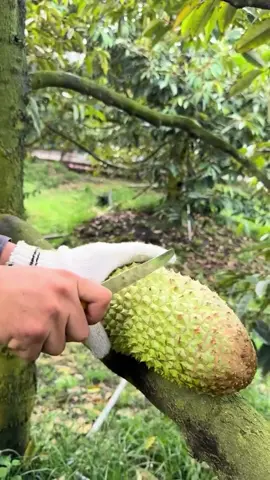 (1 minute) Amazing Fruit 😱 #asmr #fruit #fruits