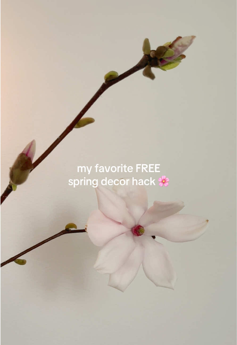 a flowering tree hates to see me coming 😮‍💨🌸 but honestly, now’s the best time to grab some shears and cut some magnolia or cherry blossom stems and watch them bloom!cut branches make such a dramatic statement for a console table or kitchen island! #interiordesign #interiors #homedecor #homedesign #spring #floraldesign #springflowers #fyp 