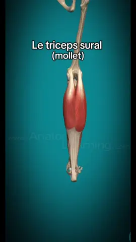 Le triceps sural 🍖 #anatomy #physiotherapy #pass #etude #sante #anatomie #kine 