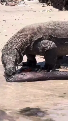 Dragon Mode Devouring the Sea #komododragon #thegioidongvat #animalworld #wildanimals #animals 