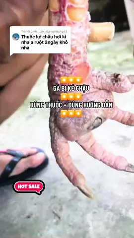 Trả lời @nghieptg63 GÀ BỊ KÉ CHẬU 🤣 #🦊nôngtrạicáođỏ🦊 #CÁOĐỎ #tiktok #xuhuongtiktok #viral #virvalvideo #xuhuong #gachoivietnam #tramanhpharmacy #animals 
