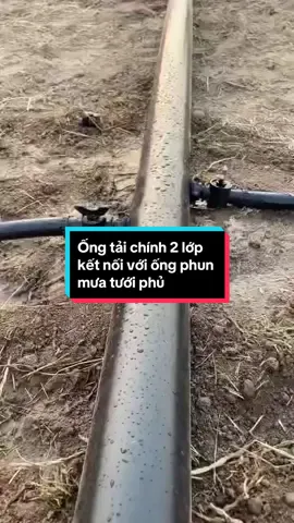 Ống tải chính 2 lớp kết nối với ống phun mưa tưới phủ đều#ongtai2lop#ongphunmua #phunmuatuoirau 