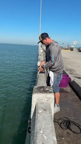 Catching Bait with a Ripping Tide #skywaymisfits #fishlikemisfits #castnet #CastNetFishing #castnetting #livebait #greenbacks #sardines #fish #dropoutcastnets #fisherman #fishitwell #livefishing #xyzbca. #skywayfishingpier #fishing #florida #tampabayfishing #tampa #fish #fishingtrip #fishtok #fishingtiktoks #fisherman 