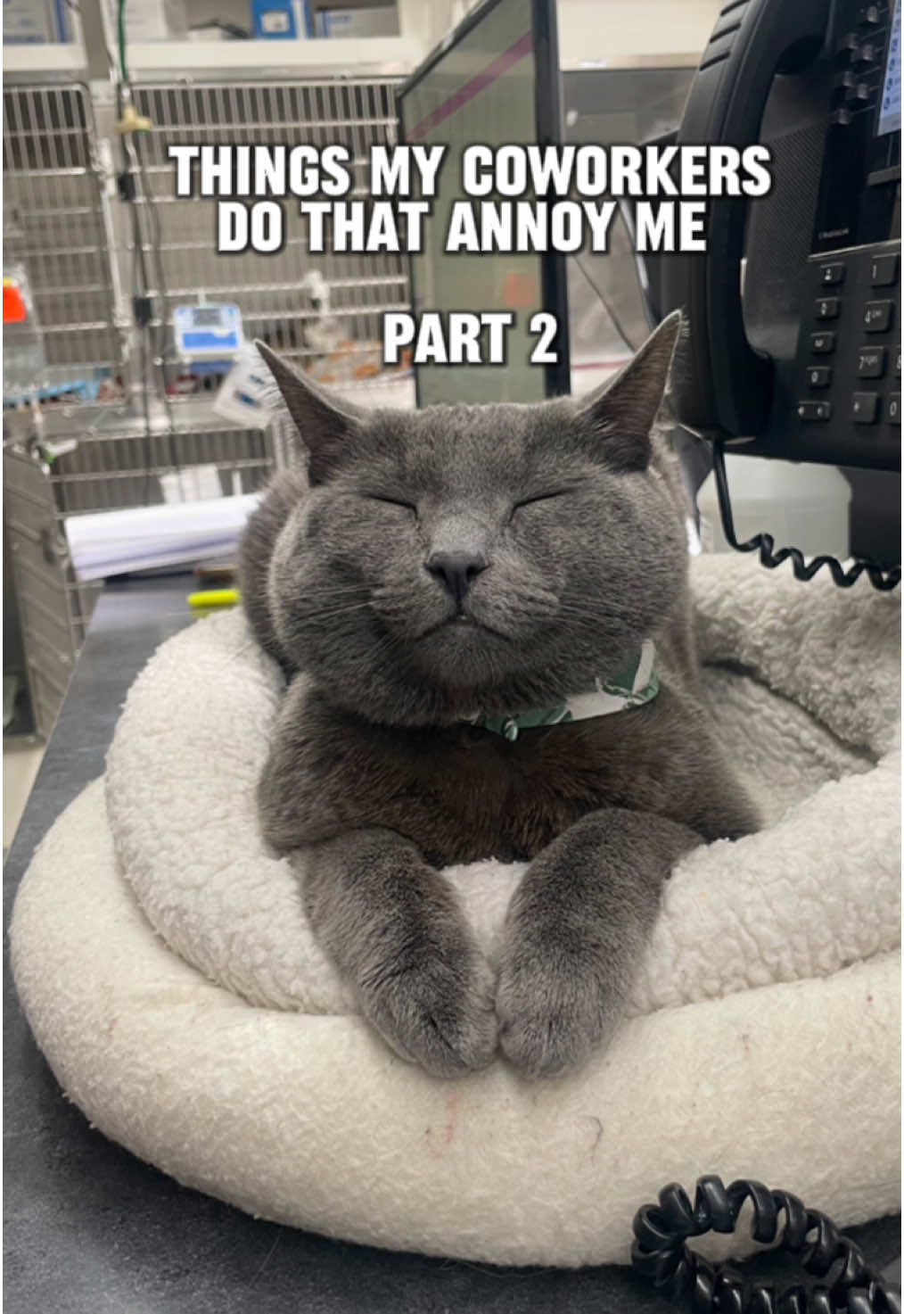 I’m basically Lady Gaga with all of this papa paparazzi 🎵 📸 #cliniccat #cat #veterinary #vet #veterinarian #work #coworkers #catsoftiktok #annoying 