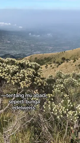 #edelweiss #bungaabadi #merbabu #fyp #merbabumountain 