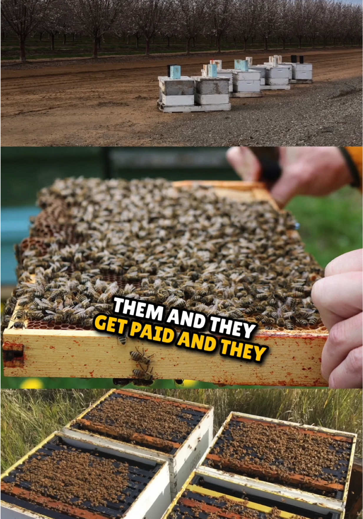 How Bees Keep Our Civilization from Food Shortages #reinhardstanjek #ascensiontools #bee #savethebees #savethebees🐝 