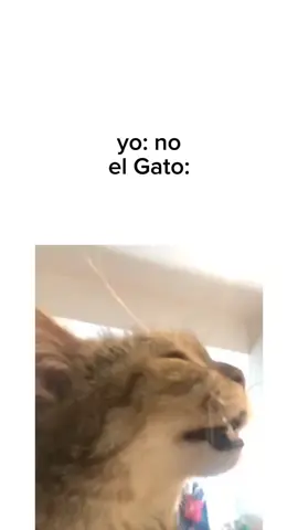 inchi gato chismoso #mlbbmybo #mlbb1minute #mlbbmmbo #mlbbidbomlbbgoldenmonth #mlbb1minchallengemlbbphbo #mobilelegends #mobilelegends #mlbb #mlbbttofficial #fypviralシ #mobilelegendsbangbang 