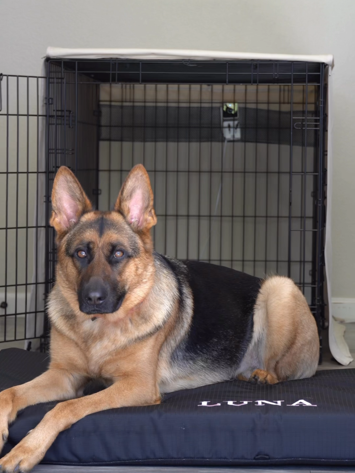 Tough, comfortable, and ready for endless naps! 🐾💤  @sweetlunagsd is loving her new crate bed! Now it's your turn to find the perfect upgrade for your pup’s bed!  #k9ballistics#chewproof#cratebed#orthopedicdogbed#dogbedupgrade#gsd