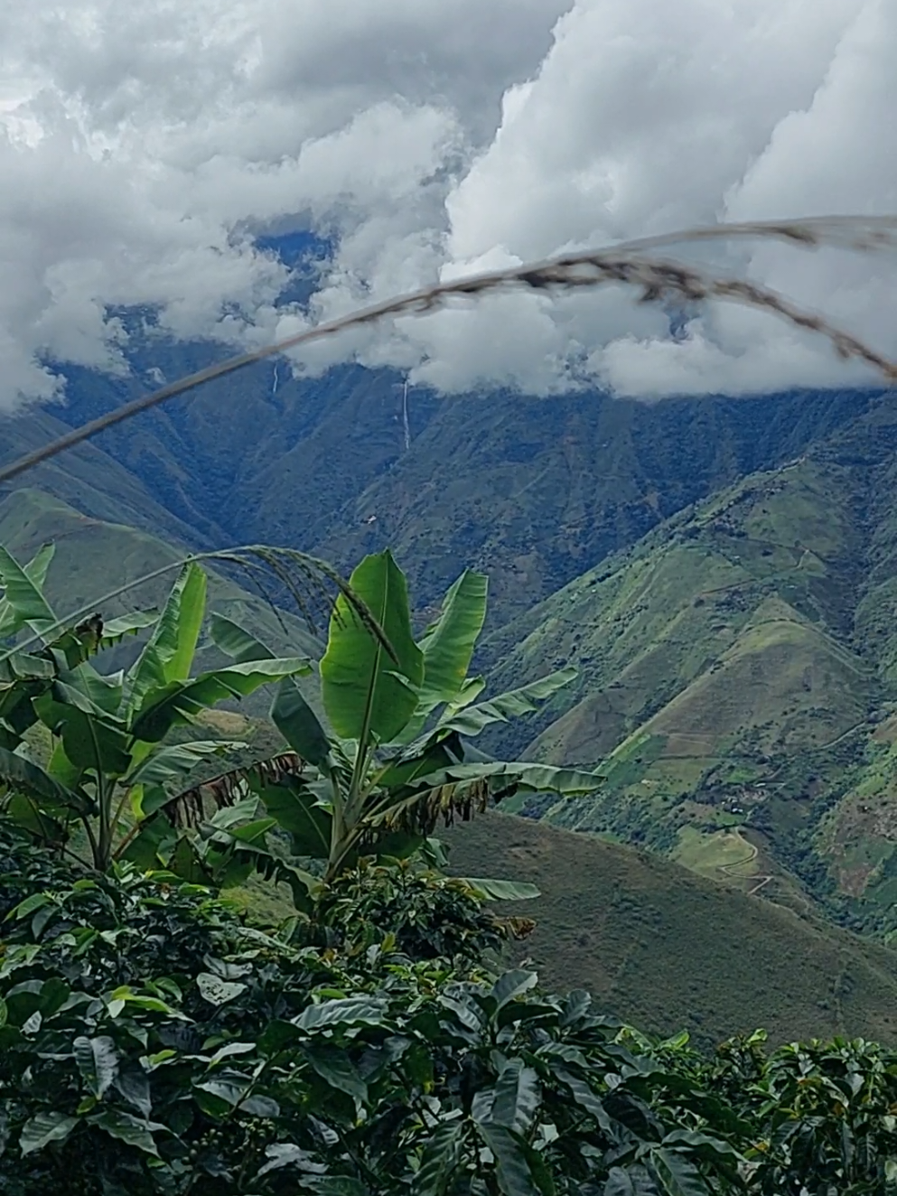 Fincas cafeteras #cafe #montaña #colombia #camioneros #video #viajes 