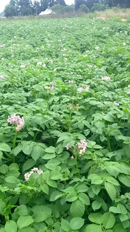 #potatoes #farming #tiktoktanzania🇹🇿  #tiktokkenya #fyp  ASANTE