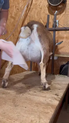 #goat #goats #goatfarm #asmr #farmasmr #farming #farm #feed #feeding #feedingroutine #morningroutine #nightimeroutine #chores #farmchores #feedwithme #closingshift #openingshift #sounds #dairy #dairygoat #formula #formulashortage #milk #goatmilk #goatsofticktok #babygoat #bottlebaby #healthadepopit #fy #fyp #goatmilk #goatlotion #goatmilklotion #goatmilksoap #goatmilkcheese #milkmachine #simplepulse 