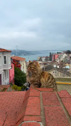 Istanbul is a captivating city where colors and historical textures intertwine. In its narrow streets, colorful houses rise, and lazy cats bask in the sun at the foot of the walls. Every corner hides a story; sometimes in an old wooden door, sometimes in the sound of seagulls echoing through stone streets… Adorned by the blue of the Bosphorus, this city carries traces of the past while constantly waiting to be rediscovered. Istanbul is not just a city, but a fairytale realm that tells its tale as you walk and enchants you as you watch.